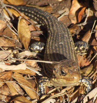 Gerrhosaurus major (Rough-scaled plated lizard)