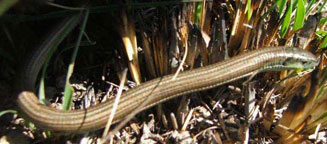 Tetradactylus breyeri (Breyer's long-tailed seps)