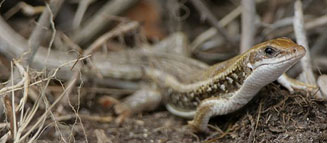 Gerrhosaurus typicus (Namaqua plated lizard)