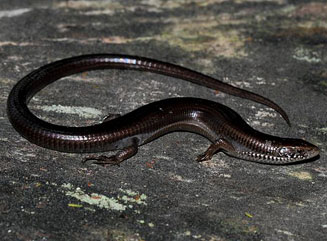 Tetradactylus seps (Short-legged seps)
