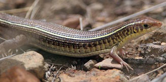 Gerrhosaurus flavigularis (Yellow-throated plated lizard)