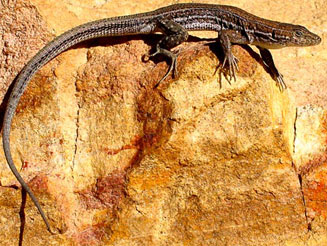 Pedioplanis burchelli (Burchell's sand lizard)