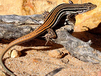Pedioplanis burchelli (Burchell's sand lizard)