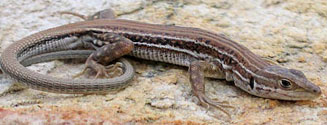 Pedioplanis burchelli (Burchell's sand lizard)