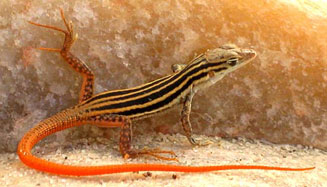 Pedioplanis namaquensis (Namaqua sand lizard)