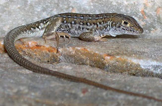 Meroles knoxii (Knox's desert lizard)