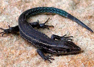 Tropidosaura montana (Common mountain lizard)