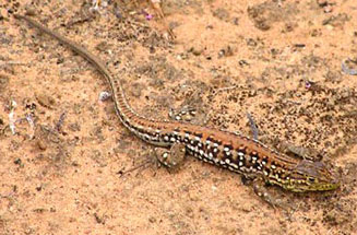 Meroles knoxii (Knox's desert lizard)