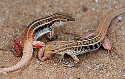 Heliobolus lugubris (Bushveld lizard)