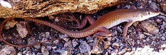 Pedioplanis inornata (Plain sand lizard)