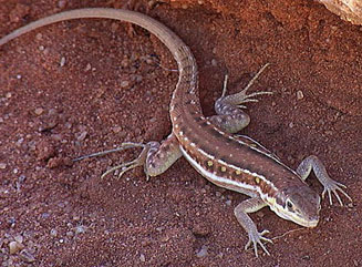 Pedioplanis lineoocellata (Spotted sand lizard)