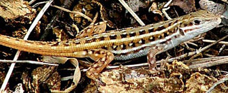Ichnotropis squamulosa (Common rough-scaled lizard)