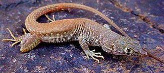 Pedioplanis inornata (Plain sand lizard)