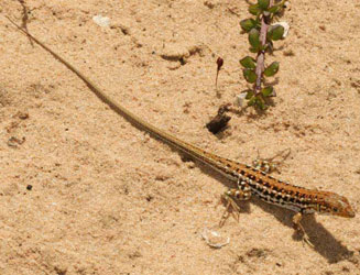 Meroles knoxii (Knox's desert lizard)