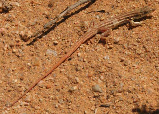 Pedioplanis namaquensis (Namaqua sand lizard)