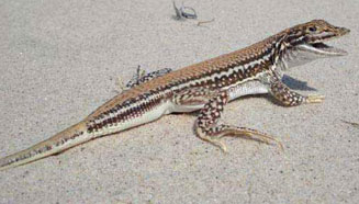 Meroles ctenodactylus (Smith's desert lizard)