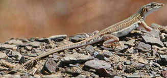 Pedioplanis laticeps (Cape sand lizard)