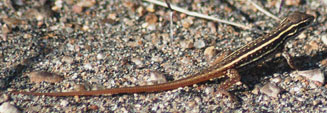Ichnotropis squamulosa (Common rough-scaled lizard)
