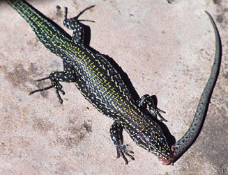 Tropidosaura gularis (Cape mountain lizard)