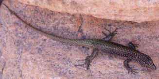 Australolacerta australis (Southern rock lizard)