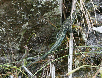 Tropidosaura gularis (Cape mountain lizard)