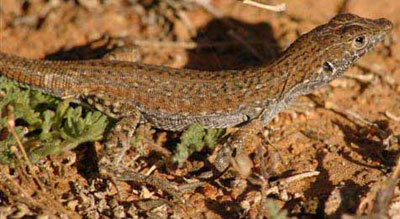 Meroles suborbitalis (Spotted desert lizard)