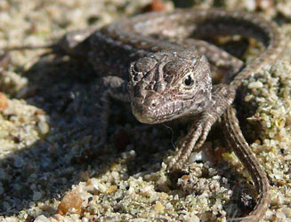 Meroles knoxii (Knox's desert lizard)