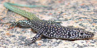 Australolacerta australis (Southern rock lizard)