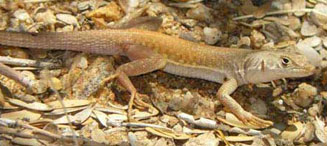 Pedioplanis inornata (Plain sand lizard)