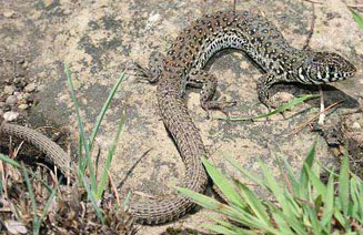 Nucras lalandii (Delalande's sandveld lizard)