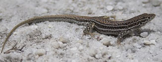 Pedioplanis burchelli (Burchell's sand lizard)