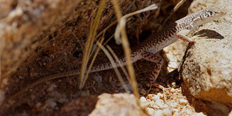 Pedioplanis husabensis (Husab sand lizard)