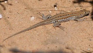 Meroles knoxii (Knox's desert lizard)