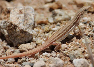 Pedioplanis namaquensis (Namaqua sand lizard)