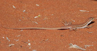 Pedioplanis lineoocellata (Spotted sand lizard)