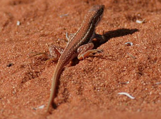 Pedioplanis lineoocellata (Spotted sand lizard)