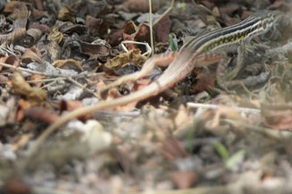 Pedioplanis undata (Western sand lizard)