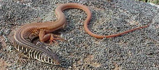 Nucras tessellata (Western sandveld lizard)
