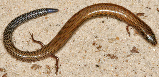 Scelotes mirus (Montane dwarf burrowing skink)