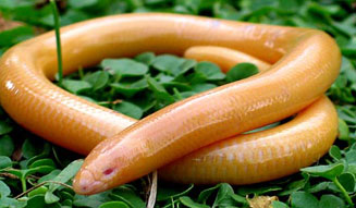 Acontias meleagris (Cape legless skink)