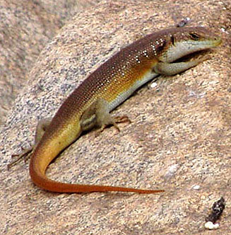 Trachylepis margaritifera (Rainbow skink)