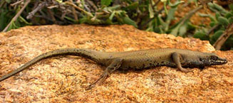 Trachylepis sulcata (Western rock skink)