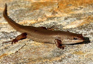 Trachylepis variegata (Variegated skink)