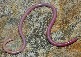 Typhlosaurus vermis (Boulenger's blind legless skink)