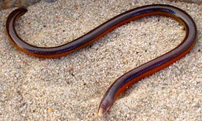 Microacontias litoralis (Coastal legless skink)