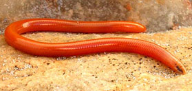 Microacontias litoralis (Coastal legless skink)