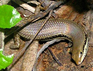 Trachylepis depressa (Eastern coastal skink) 