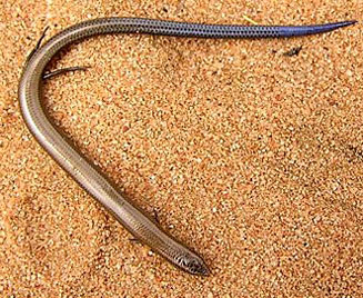 Scelotes caffer (Cape dwarf burrowing skink)