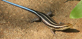 Trachylepis margaritifera (Rainbow skink)