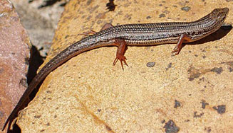 Trachylepis homalocephala (Red-sided skink)